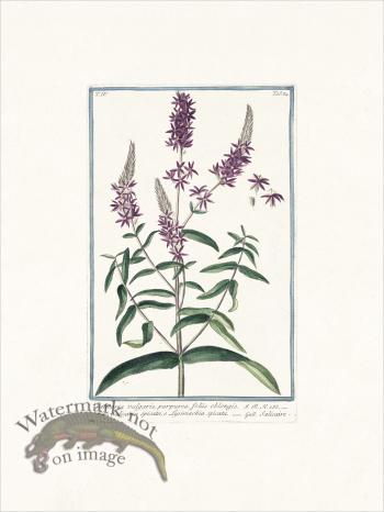 Bonelli 384 Purple Loosetrife